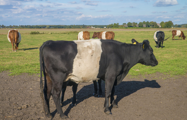 Vacas con cinturón de lakenvelder en el prado holandés
 - Foto, imagen