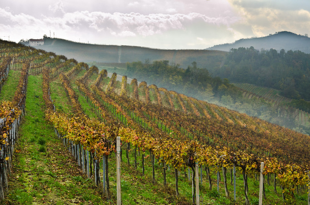 szőlőültetvények Piemont sorok: betakarítás  - Fotó, kép