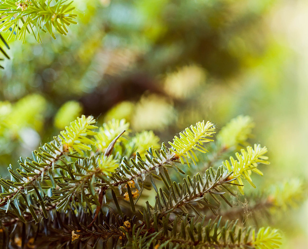Spruce tree branches - Foto, imagen