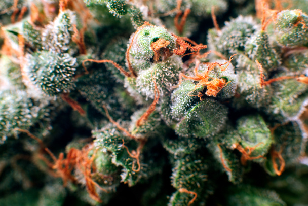 Cannabis-Knospe - Foto, Bild