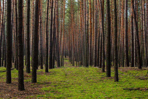 young pine forest, nature landscape - Fotoğraf, Görsel