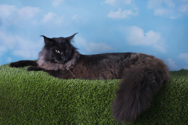 kočka na trávě - Fotografie, Obrázek