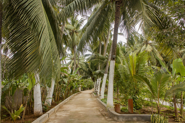 Coconut palms and banana trees - Fotoğraf, Görsel