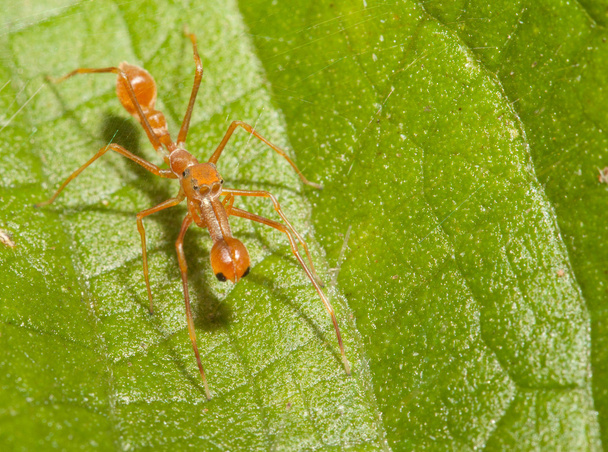 Kerengga fourmi comme une araignée pulpeuse dans la nature
 - Photo, image