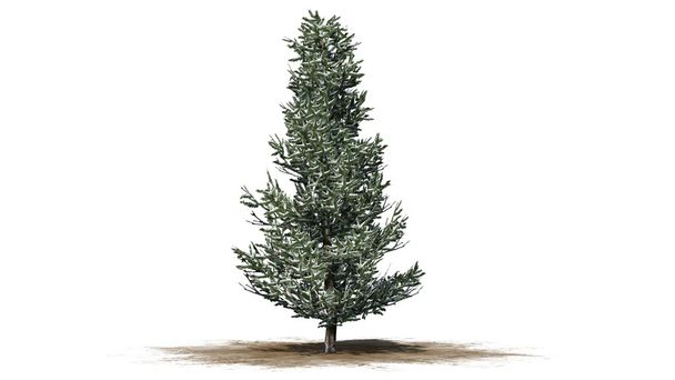 Fraser fir tree winter - isolated on white background - Photo, Image