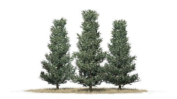 Fraser fir drzew zimą - na białym tle - Zdjęcie, obraz