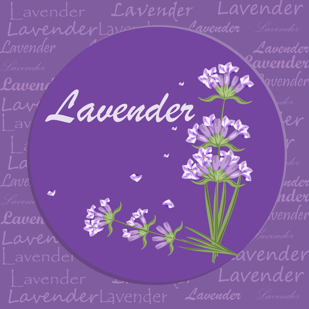 Bunch of lavender flowers violet blossom garden aromatic bloom. - Vector, Image