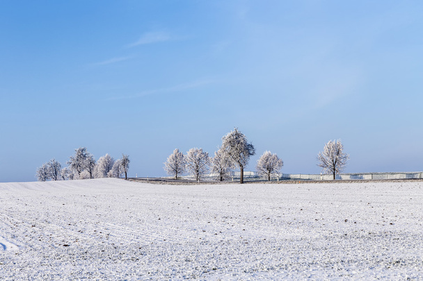 white icy trees in snow covered landscape - Photo, Image
