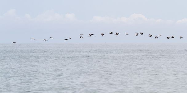 Бурий пелікан squad
  - Фото, зображення