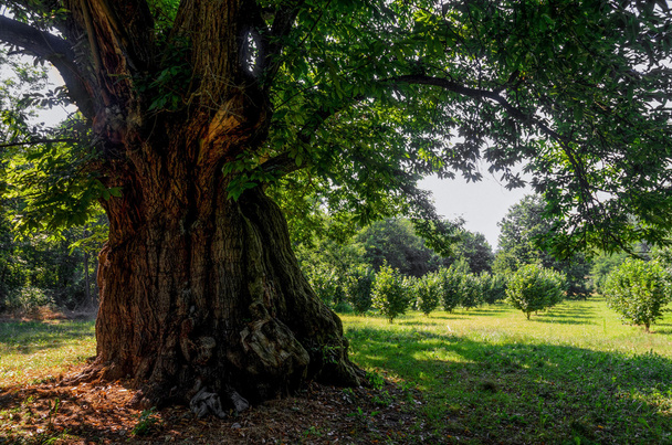 400-річне каштанове дерево
 - Фото, зображення