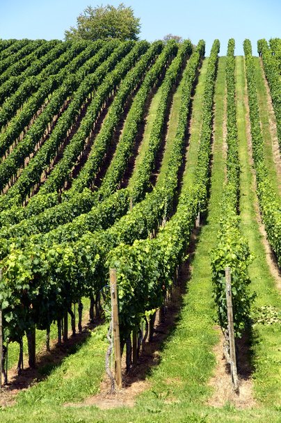 Vineyard on a hill - Фото, изображение