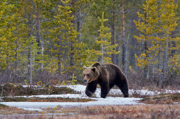 Бурий ведмідь у тайги - Фото, зображення