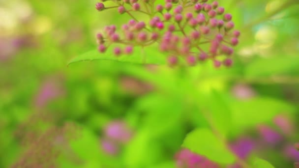 La Spiraea japonica, spiraea giapponese o meadowsweet giapponese, è una pianta della famiglia delle Rosaceae. Sinonimi per il nome della specie sono Spiraea bumalda e Spiraea japonica alpina Maxim
. - Filmati, video