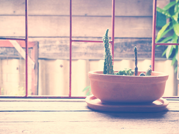 small cactus in brown flowerpot - Foto, Imagen