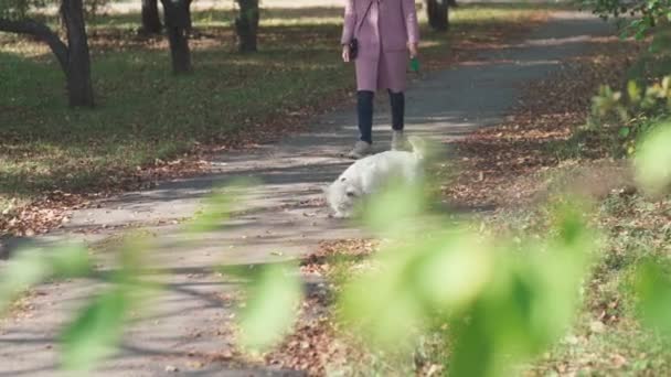Kobieta i pies. Młoda dziewczyna w różowym płaszczu z zabawnym pieskiem - Materiał filmowy, wideo