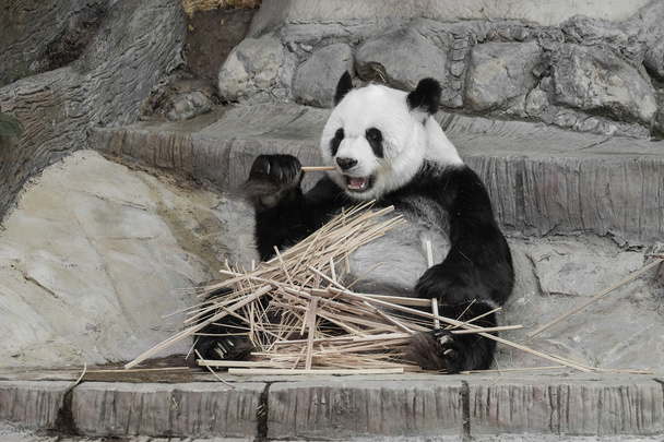 Милый гигантский панда едят бамбук - мягкий фокус
 - Фото, изображение