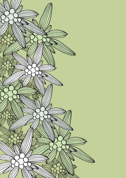 edelweiss fundo
 - Vetor, Imagem