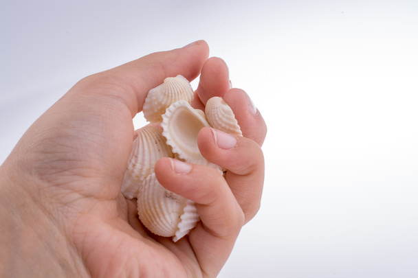 Beautiful sea shell - 写真・画像