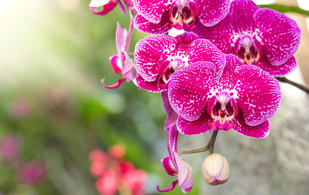 Pink phalaenopsis orchid flower - Photo, Image