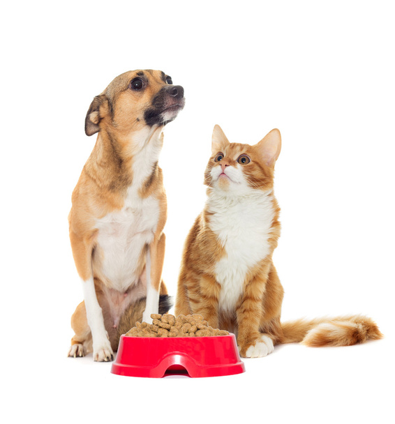 perro rojo y gatito rojo
  - Foto, Imagen