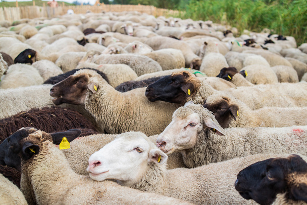 Стадо овец - Фото, изображение