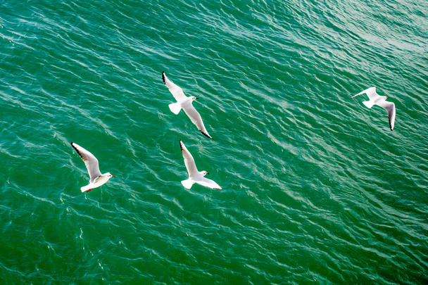 Seagulls fly over waters of sea - 写真・画像