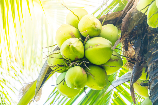 Fruto de coco sobre árbol de coco
 - Foto, imagen
