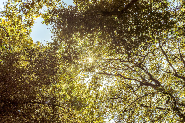 Sonnenstrahlen durch Baumkronen - Foto, Bild