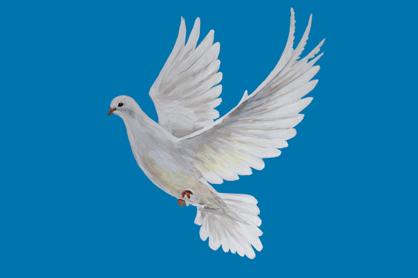 A free flying white dove  - Photo, Image
