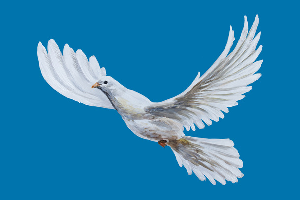 Вільний літаючий білий голуб
  - Фото, зображення