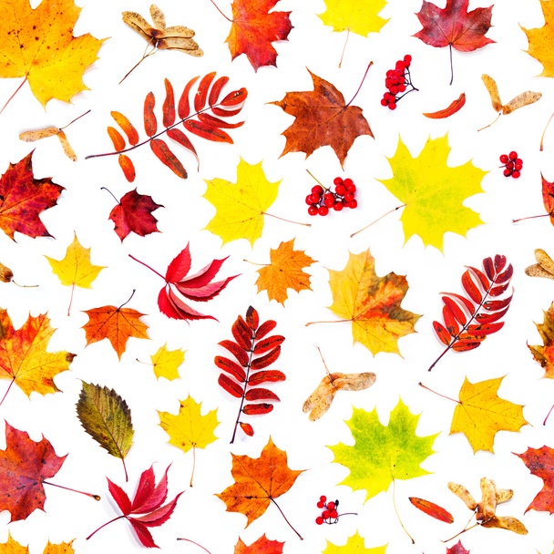 Φθινοπωρινό φόντο. Πεσμένα φύλλα, χωρίς ραφή πρότυπο - Φωτογραφία, εικόνα