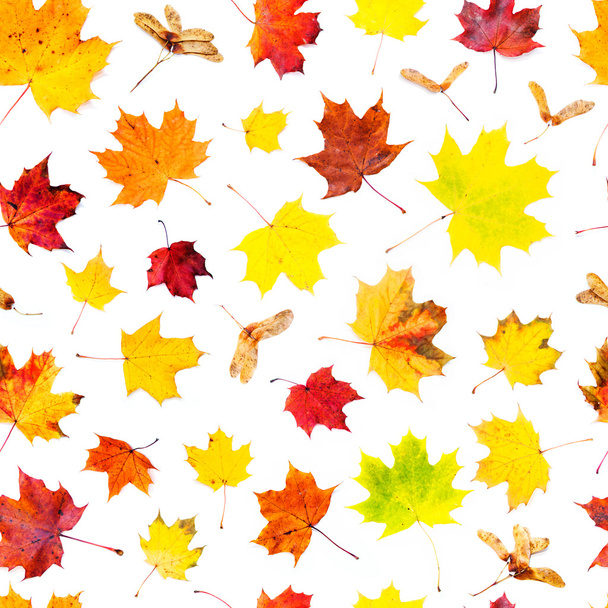 Podzim na pozadí. Spadané listí bezešvé vzor - Fotografie, Obrázek