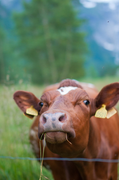 Cows graze in the meadow - Fotoğraf, Görsel