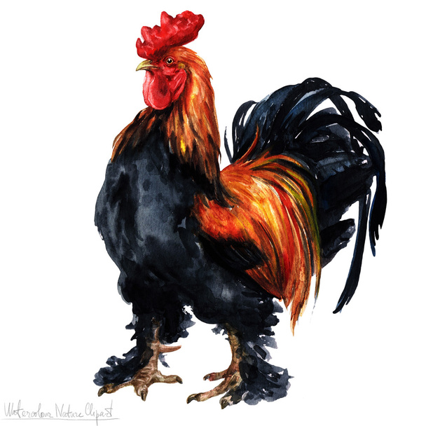 Watercolor Rooster, Isolated - Photo, Image