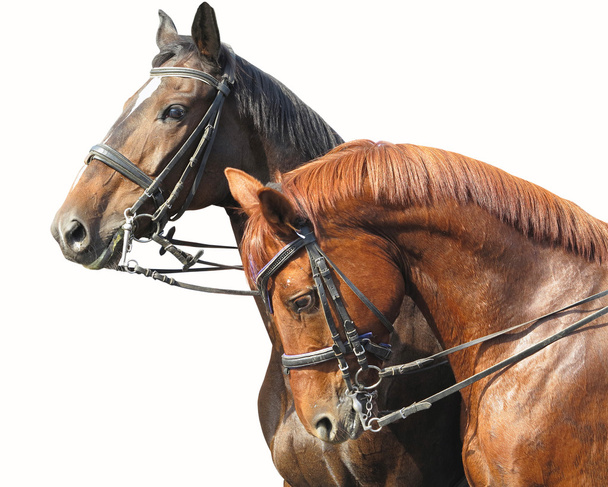 Портрет двух коричневых лошадей, изолированных на белом
 - Фото, изображение