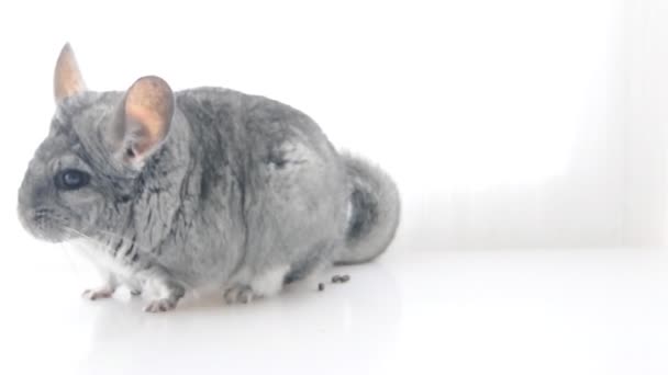 Grey chinchilla. isolated. - Footage, Video