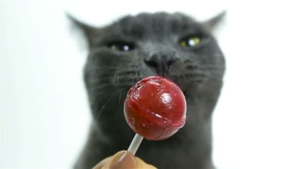 Kat likken een lolly (zoete tand). Grappige Gray Cute Cat op witte achtergrond - Video