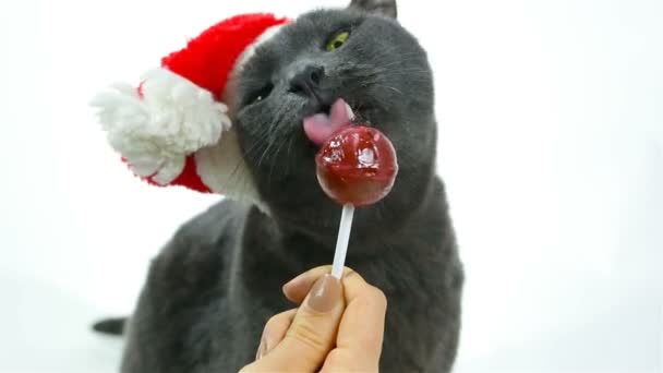 Cat Santa lamiendo una piruleta. Gris divertido gato santa
 - Metraje, vídeo