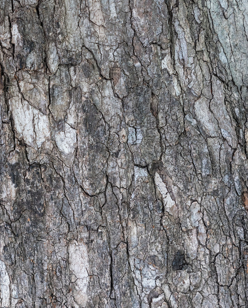 The tuxture on tree bark. - Photo, Image
