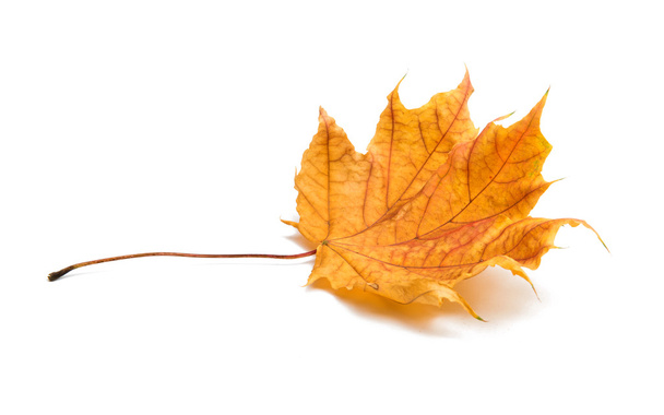 őszi juharlevél  - Fotó, kép