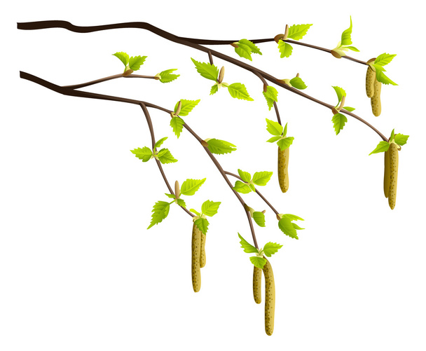 春の白樺の木の枝 - ベクター画像
