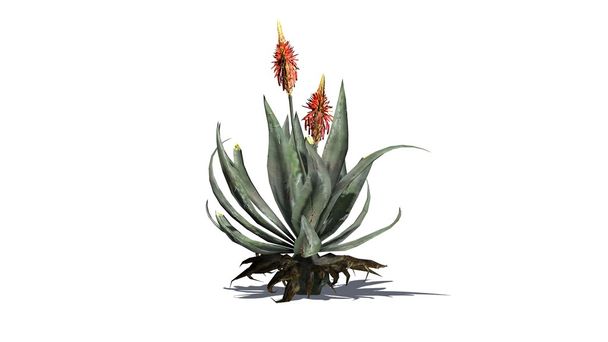 Aloe Vera plant - isolated on white background - Foto, Imagen