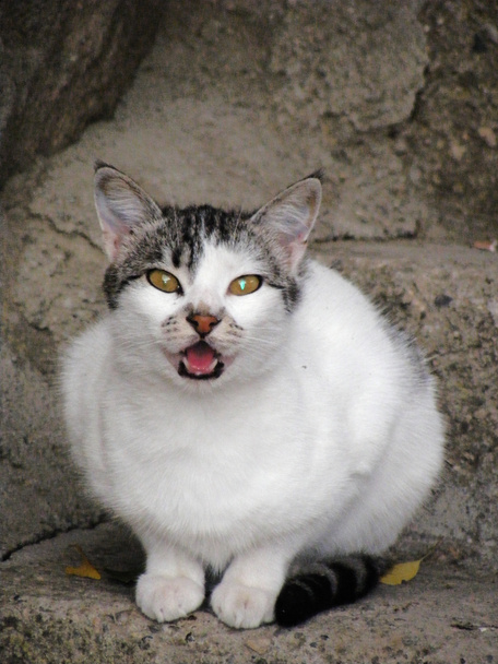 Miyavlayan kedi-sinirlenen kedi - Fotoğraf, Görsel
