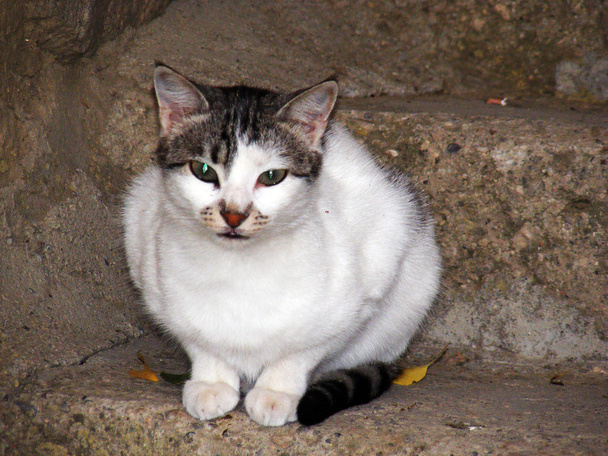 Miyavlayan kedi-sakin duran kedi - Fotoğraf, Görsel