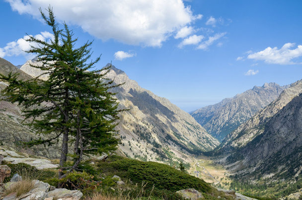 Vallée de montagne avec arbre
 - Photo, image