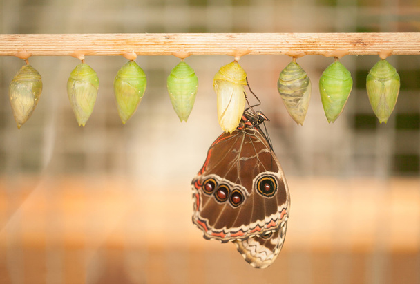 Schmetterling aus Kokon. - Foto, Bild