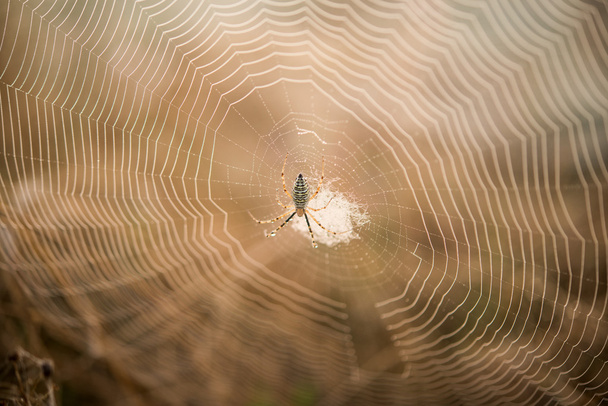 Spider net makro pavučina - Fotografie, Obrázek