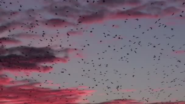 Flock Of Birds At Purple Sunset - Πλάνα, βίντεο