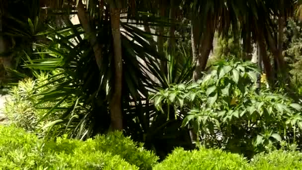 4 k δημόσιο πάρκο ονομάζεται Parque de la Feixina, ιστορικό κέντρο της Πάλμα ντε Μαγιόρκα, αυτόνομη κοινότητα των Βαλεαρίδων Νήσων στην Ισπανία. - Πλάνα, βίντεο