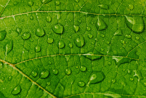 Green leaf - Fotó, kép